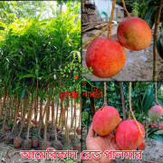 দ্যা কিং অব চাকাপাত আম - The King of Chakapat Mango Plant